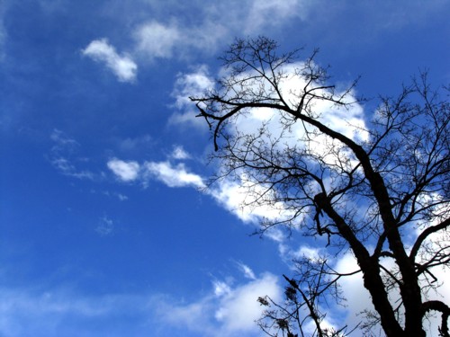 [云脉] 雪山脚下，�经风霜的古树依旧挺立，唯有蓝天下的白云作伴，曲折的树枝犹如生命的脉络将他们紧紧联系在一起。